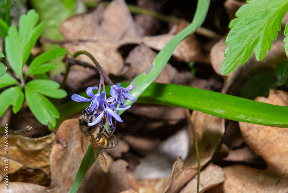honey bee collects nectar and pollen from the blue slightly wilted flower Scilla bifolia, alpine squill or two-leaf squill. Primrose in early spring honey bee collects nectar and pollen from the blue slightly wilted flower Scilla bifolia, alpine squill or two-leaf squill. Primrose in early spring