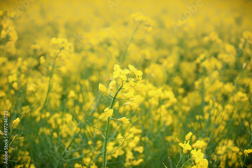 yellow canola plants on the farmers field © Silhouette Boss