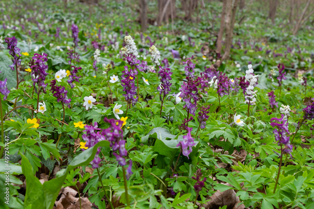 Corydalis cava, violet spring flowers of corydalis, macro, close-up