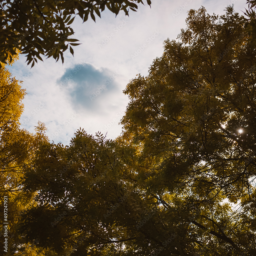 Obraz premium trees in autumn