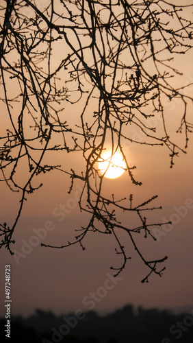 Sol de atardecer tras ramas sin hojas de árbol