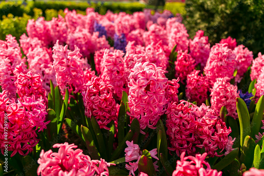 colorful flowers in a garden of, Emirgan. Emirgan tulip festival, İstanbul. colorful flowers in a garden of, Emirgan. Emirgan tulip festival, İstanbul.