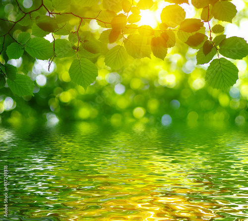 Green leaves on sun and blur tree foliage