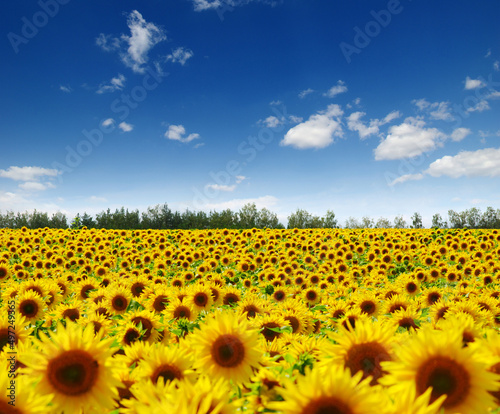 field of blooming sunflowers