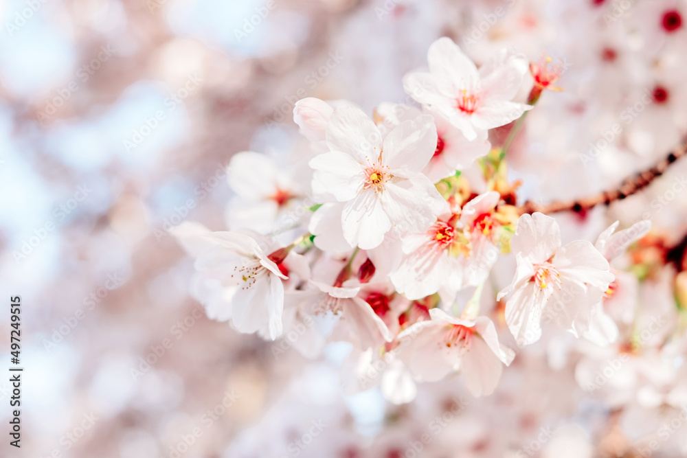 Background with beautiful cherry blossom