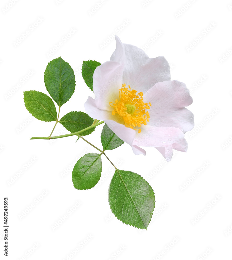 Obraz premium White wild rose flower on twig with leaves isolated on white background. Floral design element.