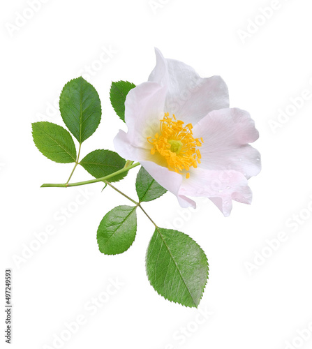 White wild rose flower on twig with leaves isolated on white background. Floral design element.