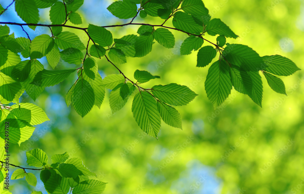 Green leaves background on forest Green leaves background on forest