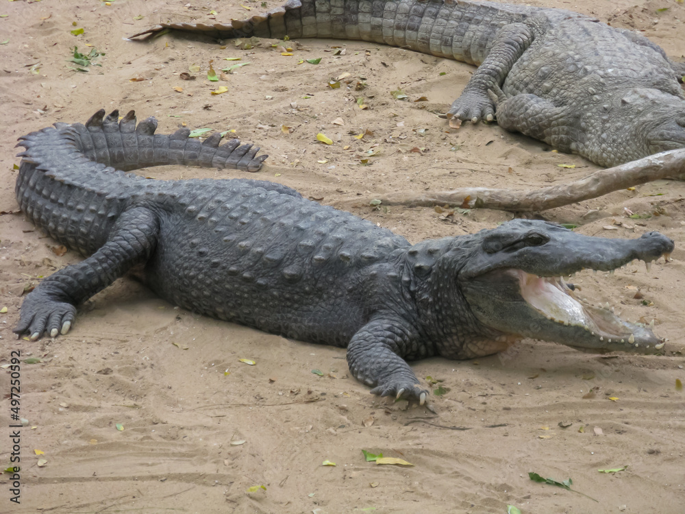 Fototapeta premium Many crocodiles relaxing on sand and water inside an enclosure 
