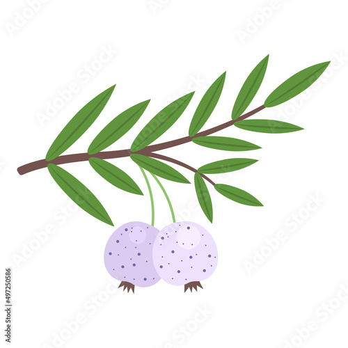 Austromyrtus dulcis native Australia berries isolated on white background. Midgen or midyim berry icon for package design. Vector illustration of exotic fruits in flat style.