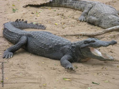 Many crocodiles relaxing on sand and water inside an enclosure 
