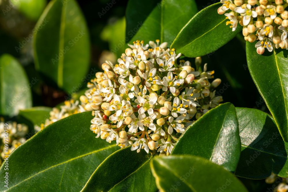 Skimmia japonica 'Fragrans' a spring flowering shrub plant with a white springtime flower, stock photo image
Skimmia japonica 'Fragrans' a spring flowering shrub plant with a white springtime flower, stock photo image
