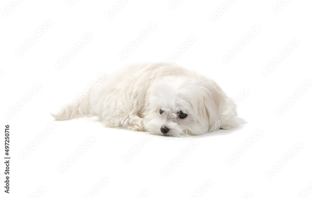 The dog lies in the studio isolated on a white The dog lies in the studio isolated on a white