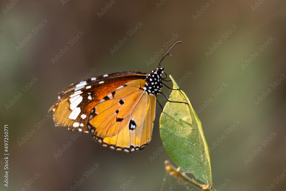 Fototapeta premium Closeup Macro image of a monarch butterfly with beautiful pattern on its wings 