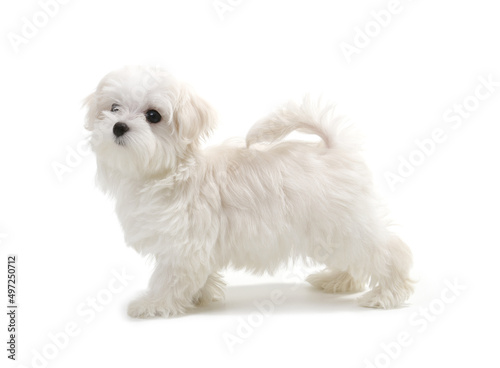 Fotografie Puppy Maltese lapdog isolated on white