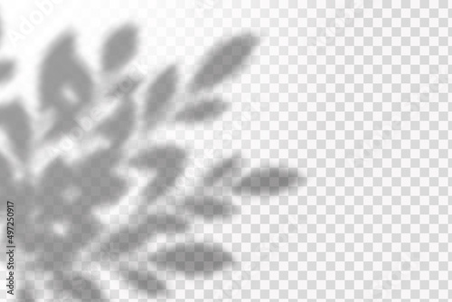 Realistic shadow of tropical leaves or branches on transparent checkered background. The effect of overlaying shadows. Natural light layout.