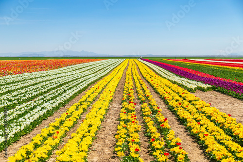 dogs and people having fun in A magical landscape with blue sky over tulip field. colorful tulips and flowers 