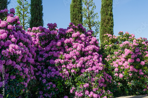 Large bushes of Rhododendron 'Roseum Elegans' (hybrid catawbiense) pink purple flowers blossom in Public landscape city park 'Krasnodar' or 'Galitsky'.  Cypress trees over pink rhododendron flowers photo