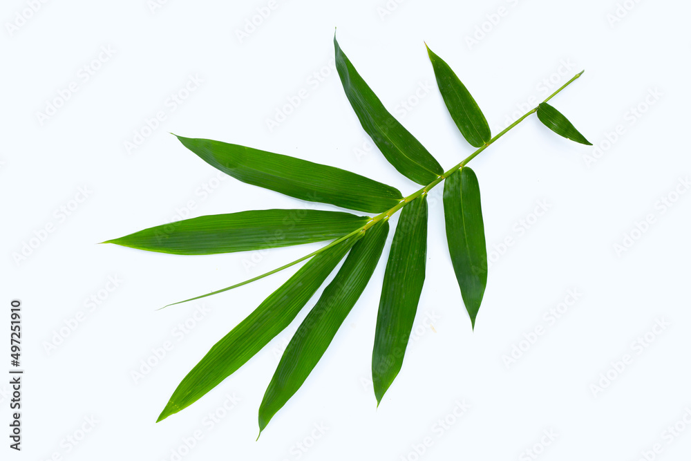 Bamboo leaves on white background.