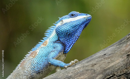 Selective close-up shot of a blue iguana on a tree photo