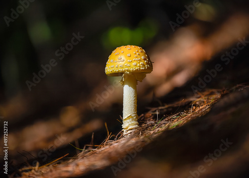 Closeup shot of a gemmed amanita on the blurry background photo