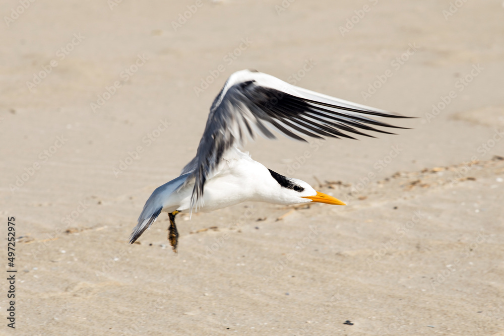 A white-talled tropicbird landing on the beach A white-talled tropicbird landing on the beach