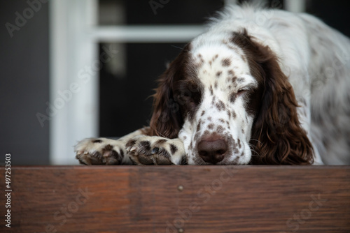 Fototapeta Naklejka Na Ścianę i Meble -  Male Springer Spaniel dog relaxing on porch with eyes closed