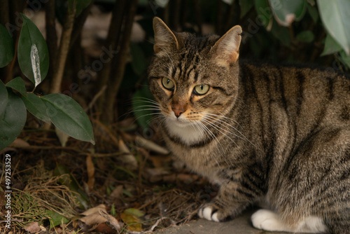 Striped cat sits under the bush