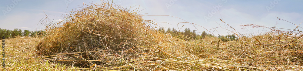 Farmland with fresh Hay in Summer - Drying Grass on the Field Farmland with fresh Hay in Summer - Drying Grass on the Field