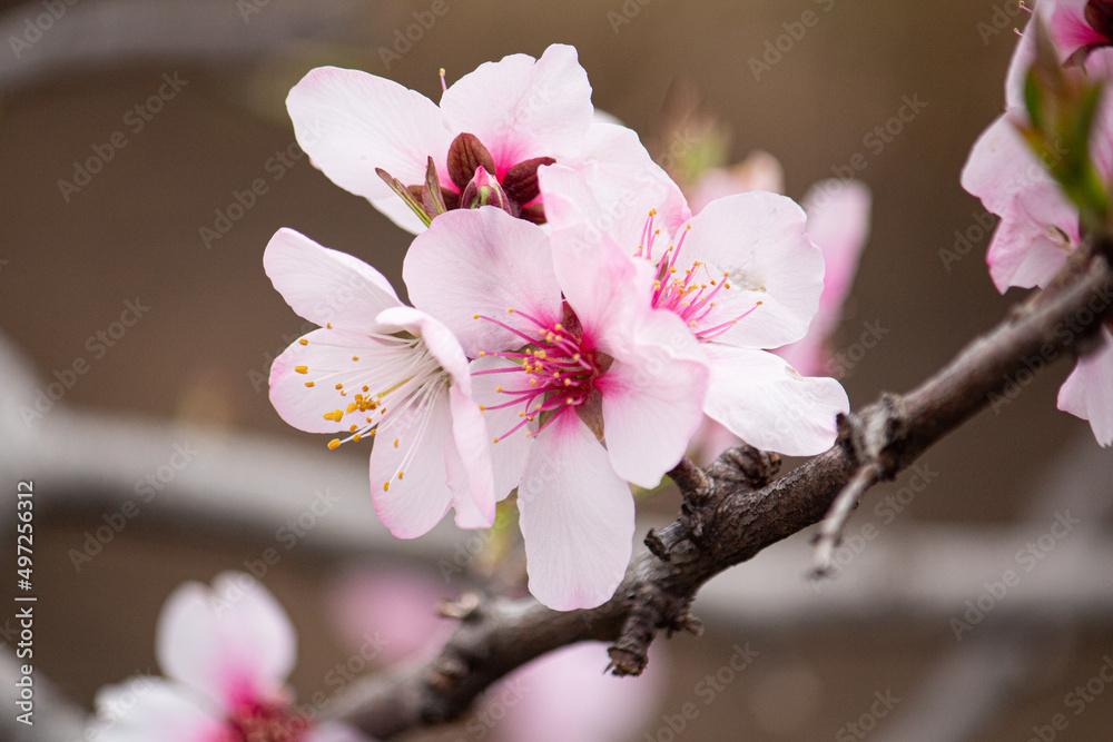 Fototapeta premium アーモンドの花 （ナッツのアーモンドの花のことです）学名：Prunus amygdalus Stokes、（春、日本、東京）