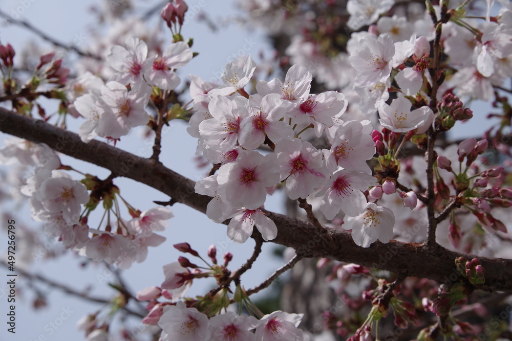 桜 cherry blossoms