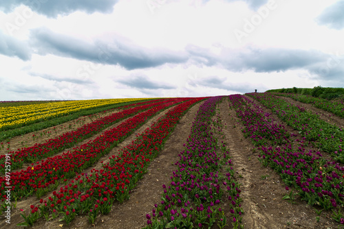 dogs and people having fun in A magical landscape with blue sky over tulip field. colorful tulips and flowers 