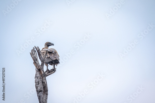 White-backed vulture sitting in a dead tree.