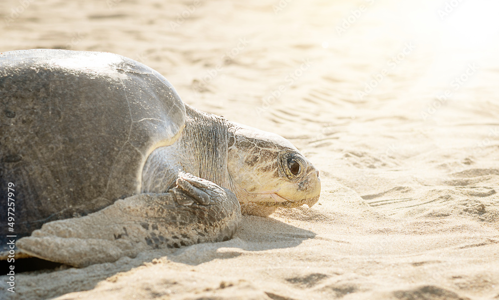 Fototapeta premium turtle on the beach waiting to lay eggs