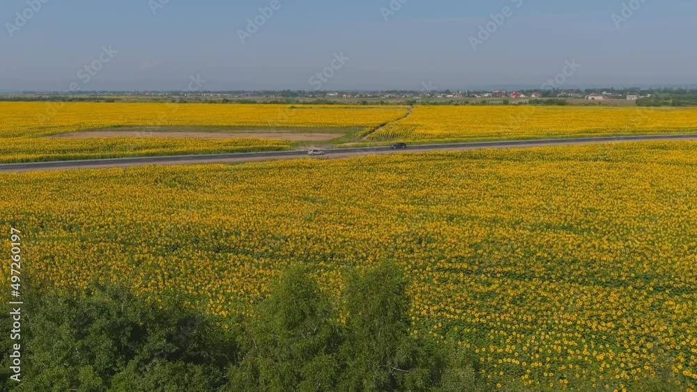Field with blooming sunflowers aerial view, agrarian in rural areas. Drone view rural summer landscape. Aerial position field of yellow helianthus on sunny day. Bright yellow sunflowers in sunny day Field with blooming sunflowers aerial view, agrarian in rural areas. Drone view rural summer landscape. Aerial position field of yellow helianthus on sunny day. Bright yellow sunflowers in sunny day