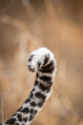 Close up of a Leopard's tail in Kruger.