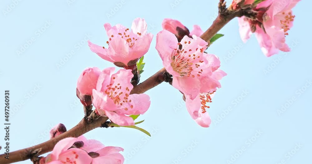 Pink peach flower blossoms in spring season. Beautiful peach blossoms sway in the wind. Pink peach flower blossoms in spring season. Beautiful peach blossoms sway in the wind.