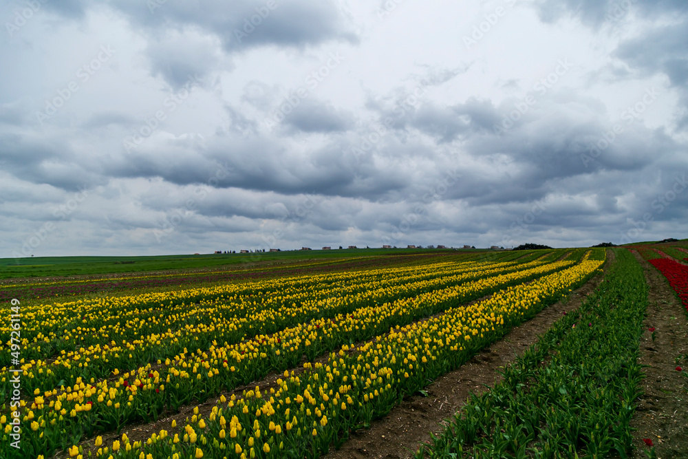 dogs and people  having fun in A magical landscape with blue sky over tulip field