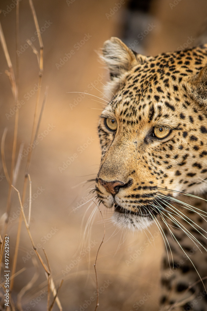 Fototapeta premium Close up of a Leopard's head in Kruger.