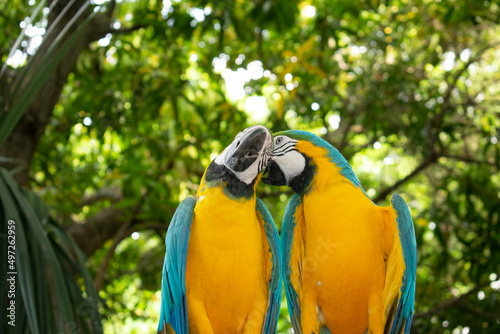 couple of parrot blue and yellow