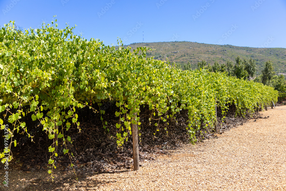 Large vineyard with vines growing over the sides 