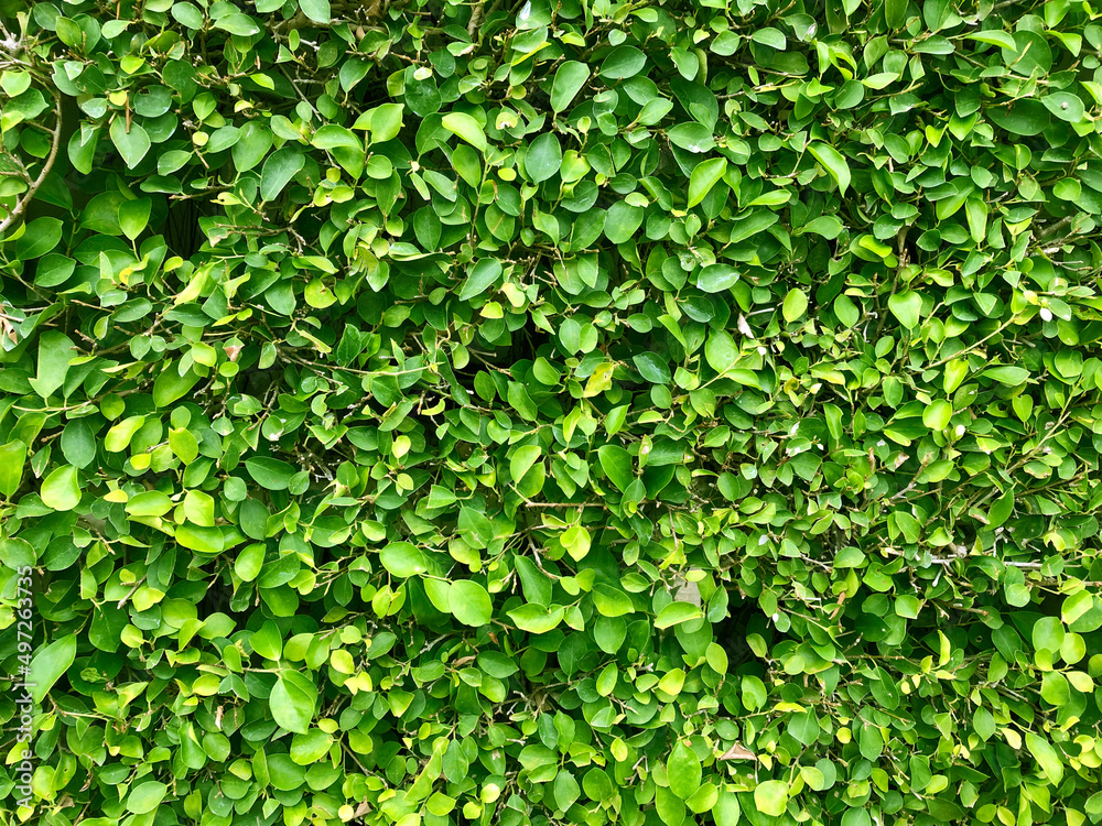 Fresh Green Leaves shrubs Texture ,Wall shrubs Fresh Green Leaves shrubs Texture ,Wall shrubs