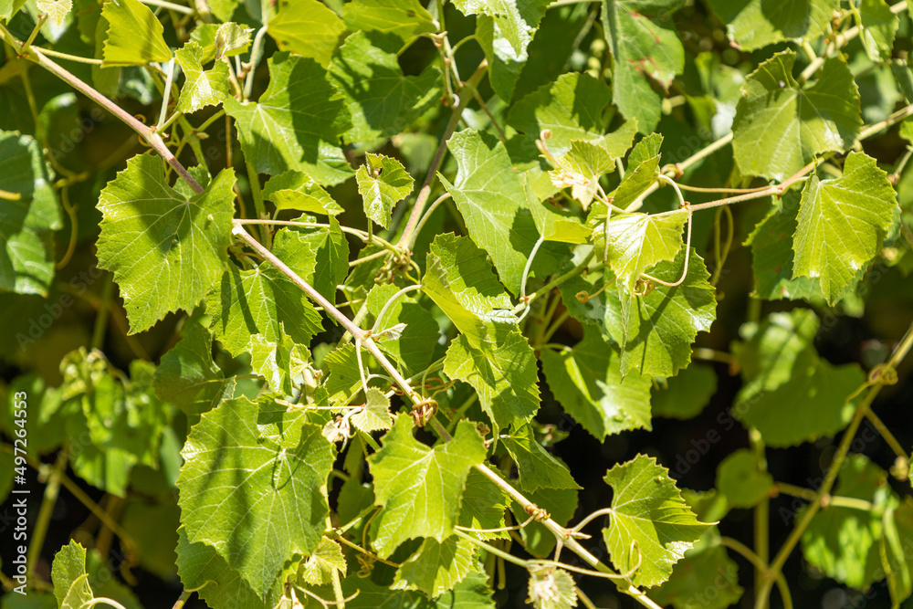 Close up, selective focus on grape leaves on a vine. Close up, selective focus on grape leaves on a vine.