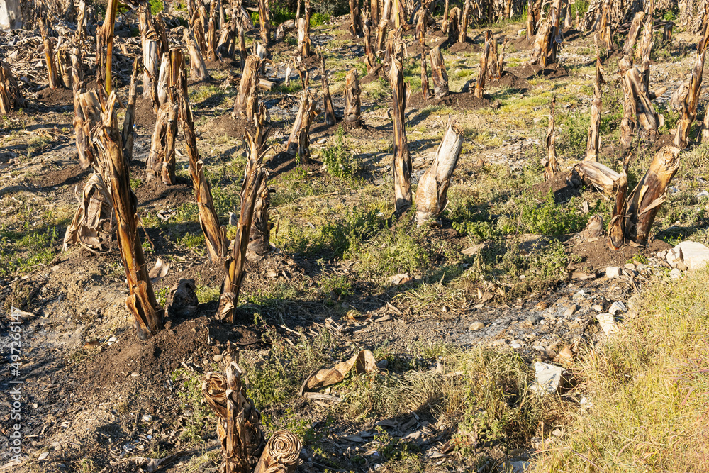 Fototapeta premium meadow of dry trees, sawn off trees photo