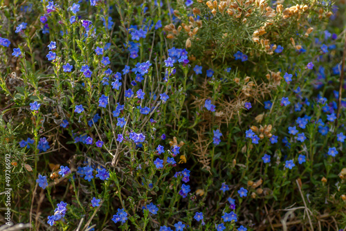 Creeping gromwell blue-purplish flowers