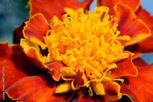 French marigold flower. Indian marigold carnation.