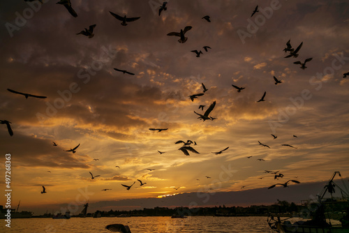 amazing sky and sunset. seagulls and bird are flying