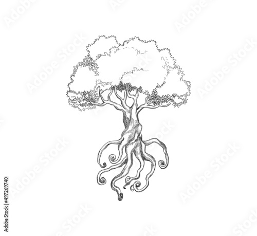 hand drawing art of olive tree vector illustrations