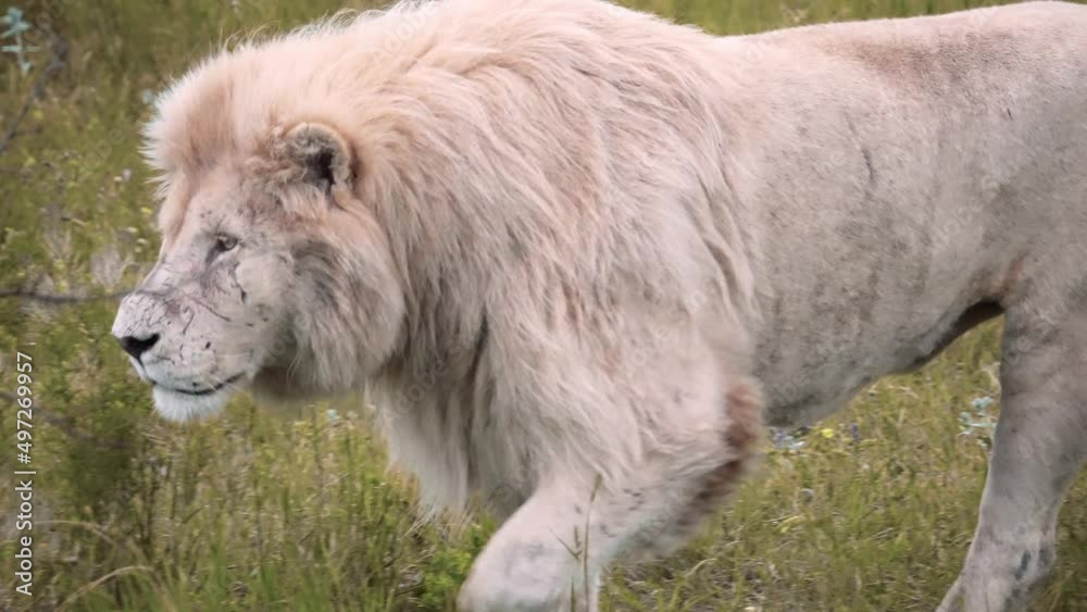 A large white lion with a scratched muzzle walks in the wild close-up A large white lion with a scratched muzzle walks in the wild close-up