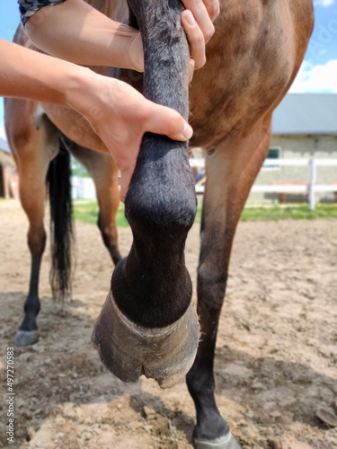 Closeup view of a hand holding broken hoof of a brown horse standing on the sandy ground. Damaged horse hoof. High quality photo